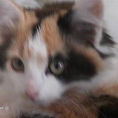 Blanding af racer Genga D'2 * Solgt * :(