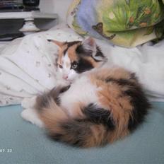 Blanding af racer Genga D'2 * Solgt * :(