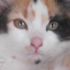 Blanding af racer Genga D'2 * Solgt * :(