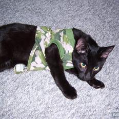 Blanding af racer Baghera   *RIP*