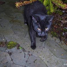 Blanding af racer Baghera   *RIP*