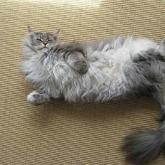 Maine Coon Solskinøen's Toledo