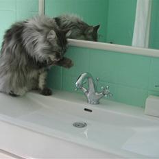 Maine Coon Solskinøen's Toledo