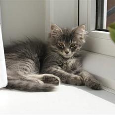 Blanding af racer Nala