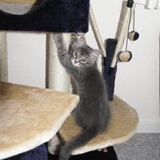 Blanding af racer Nala