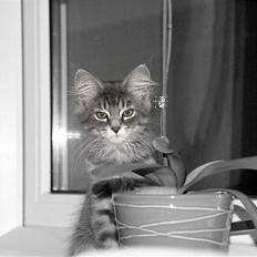 Blanding af racer Nala