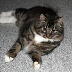 Blanding af racer Fia