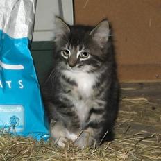 Blanding af racer Fia