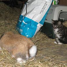 Blanding af racer Fia