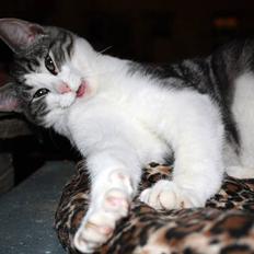 Blanding af racer  †Ferdinand† R.I.P.