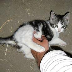 Blanding af racer  †Ferdinand† R.I.P.