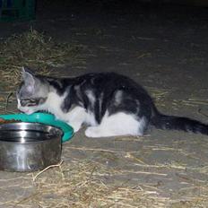 Blanding af racer  †Ferdinand† R.I.P.