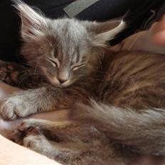 Norsk Skovkat Cirkeline