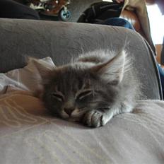 Norsk Skovkat Cirkeline