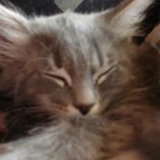 Norsk Skovkat Cirkeline