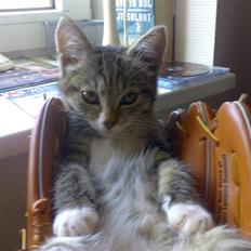 Blanding af racer Nala