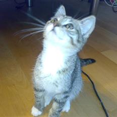 Blanding af racer Nala