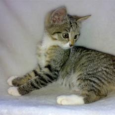 Blanding af racer Nala