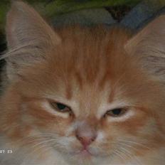 Blanding af racer Floffi baby chiller