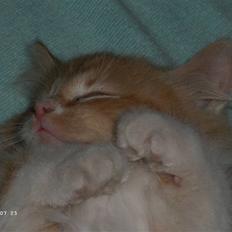 Blanding af racer Floffi baby chiller