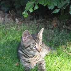 Huskat Hasan * aflivet *  <3