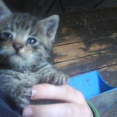 Blanding af racer magnus - savnet ;'(