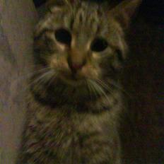 Blanding af racer magnus - savnet ;'(