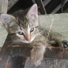 Blanding af racer fru jørnsen - savnet :'S