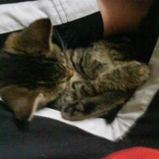 Blanding af racer fru jørnsen - savnet :'S