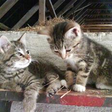 Blanding af racer fru jørnsen - savnet :'S