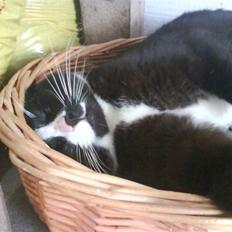 Blanding af racer oliver - savnet :'(