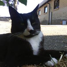 Blanding af racer oliver - savnet :'(