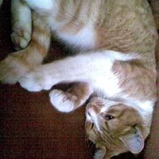 Blanding af racer Mikkel