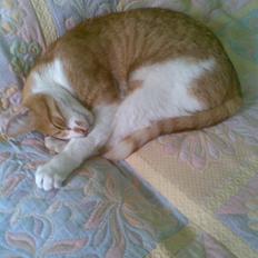 Blanding af racer Mikkel