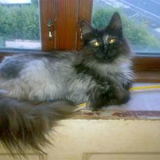 Norsk Skovkat Dk Mulje's Amalie