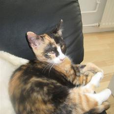 Blanding af racer Aya