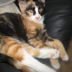 Blanding af racer Aya