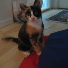 Blanding af racer Aya