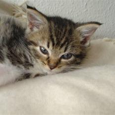 Blanding af racer Malou