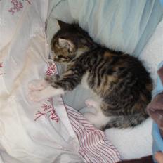 Blanding af racer Malou