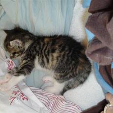 Blanding af racer Malou