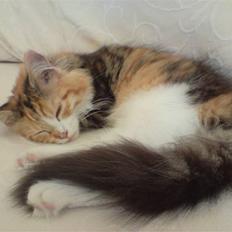 Maine Coon MissYa 03.05.