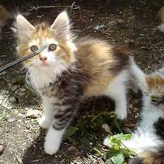 Maine Coon MissYa 03.05.