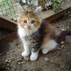 Maine Coon MissYa 03.05.