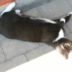 Blanding af racer Mitte