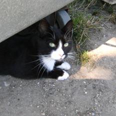 Blanding af racer Mitte