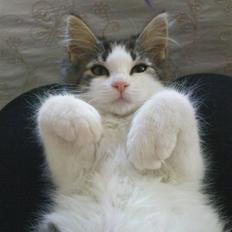 Blanding af racer Simba - Væk siden 25/5-10