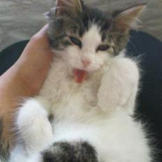 Blanding af racer Simba - Væk siden 25/5-10