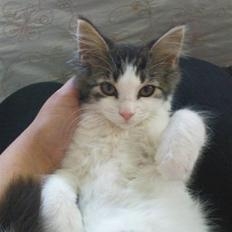 Blanding af racer Simba - Væk siden 25/5-10