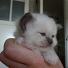 Hellig Birma GiaGuyon's Divine Emotion